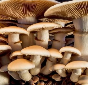  पाँचथरमा विशाक्त च्याउ खाँदा नौ जना बिरामी