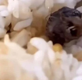 स्कुलको खानामा विद्यार्थीले भेटे मुसाको टाउको, स्कुलले हाँसको टाउको भनिदियो