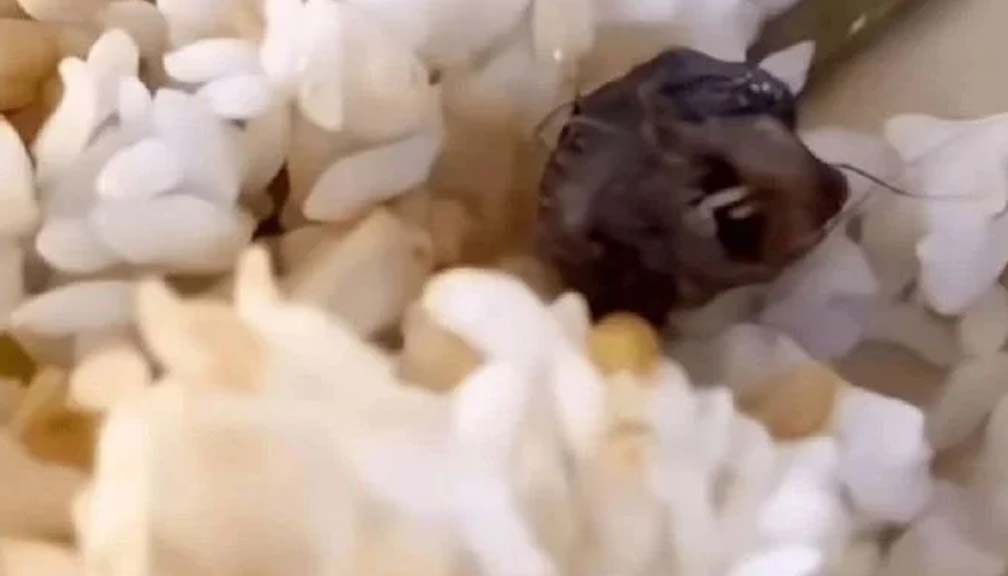 स्कुलको खानामा विद्यार्थीले भेटे मुसाको टाउको, स्कुलले हाँसको टाउको भनिदियो