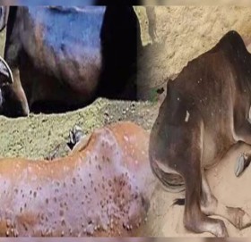 सुदूरपश्चिममा ‘लम्पीस्किन’ रोगबाट करिब ११ हजार पशु मरे