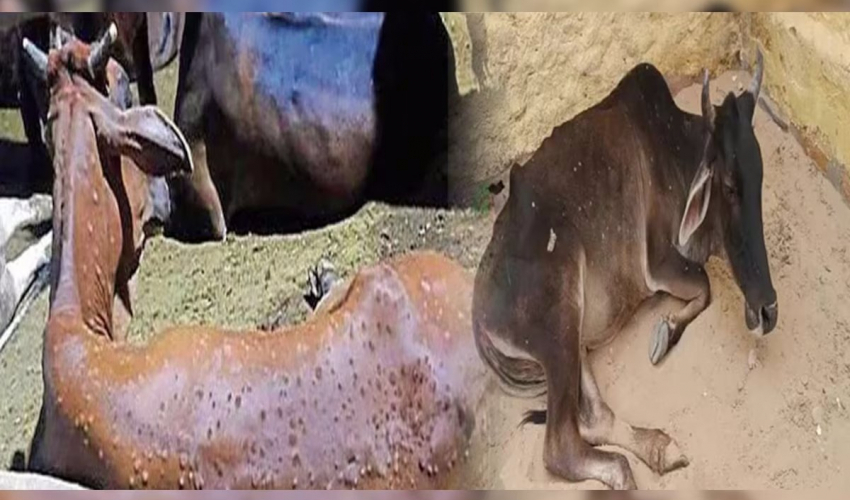 सुदूरपश्चिममा ‘लम्पीस्किन’ रोगबाट करिब ११ हजार पशु मरे