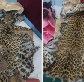 कैलालीमा बाघको छालासहित बैतडीका २ जना पक्राउ