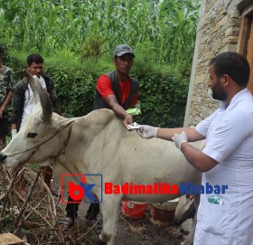बाजुरामा ‘लम्पी स्किन’ रोगबाट ७ हजार बढी पशुचौपाय मरे ३० हजार बढी संक्रमति 