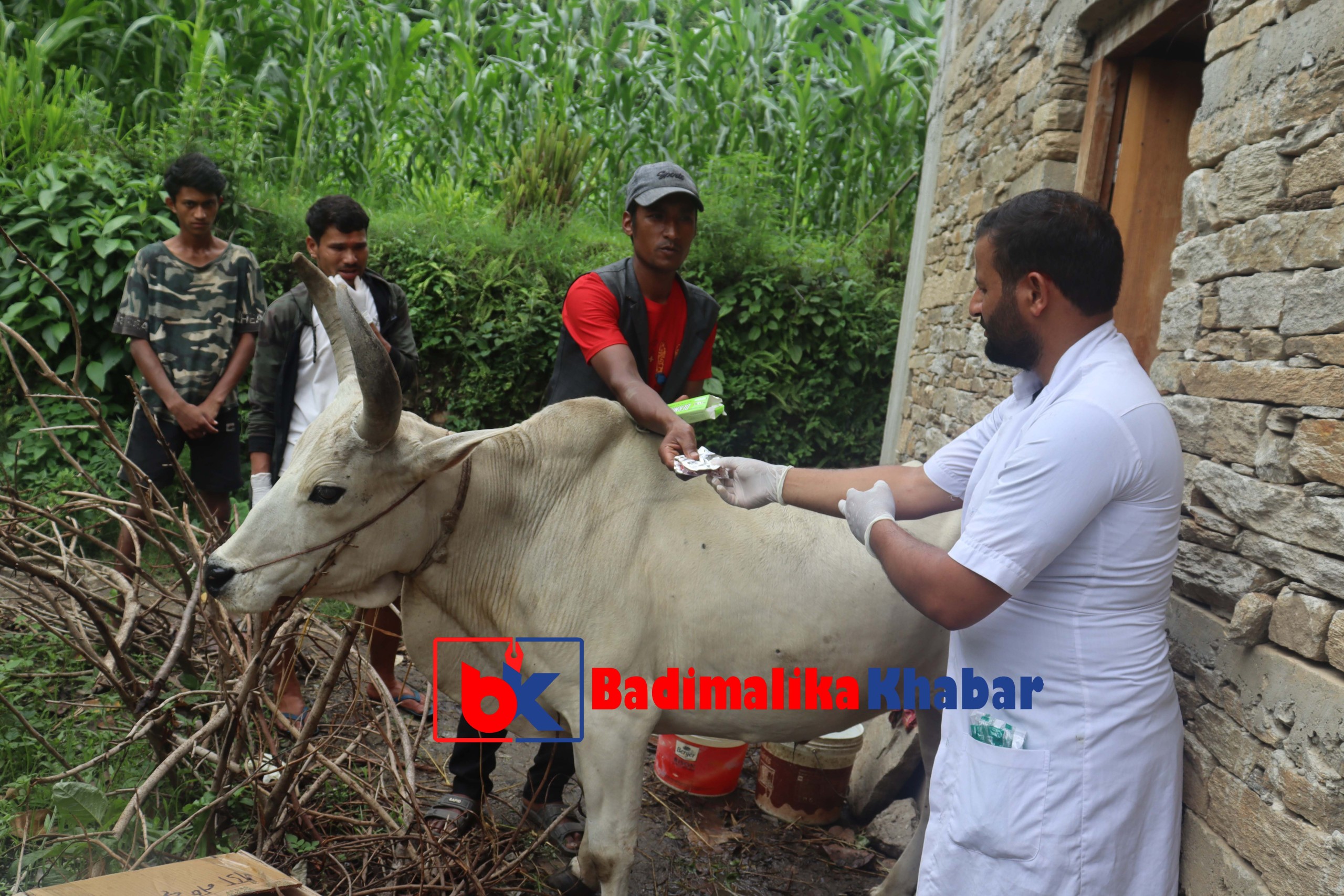 ‘लम्पी स्किन’ को उपचार गर्न किसानको घरगोठमा पुग्दै वडाअध्यक्ष जैशी