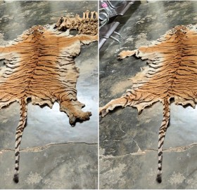 पाटेबाघको छाला र हड्डीसहित ४ जना पक्राउ