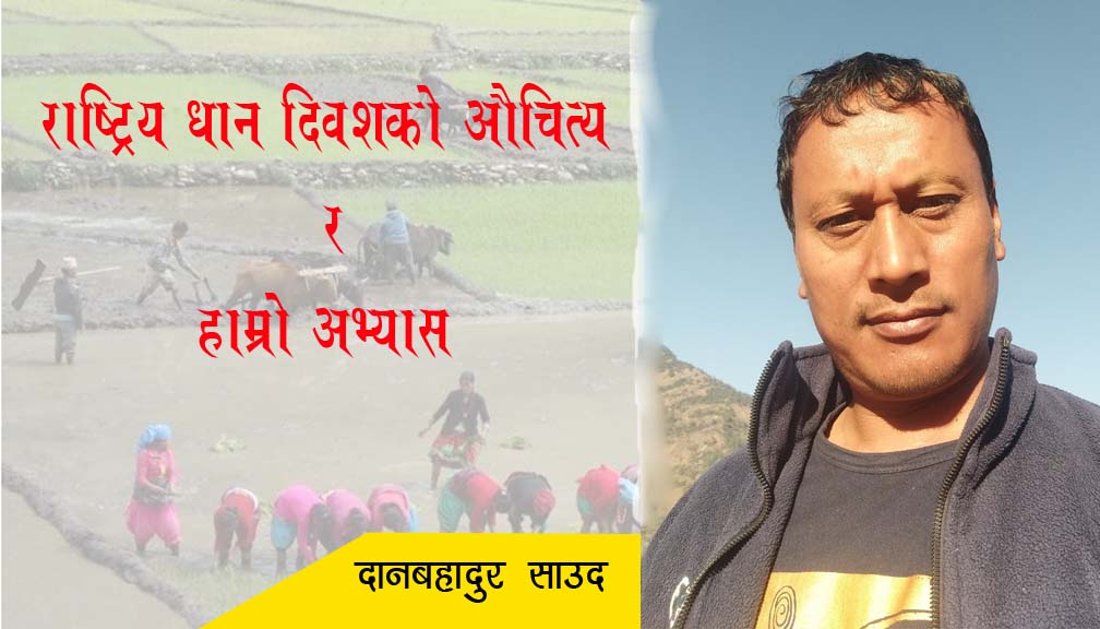 राष्ट्रिय धान दिवशको औचित्य र हाम्रो अभ्यास 