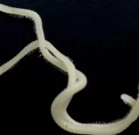 अमेरिकामा भेटियो ४८६ खुट्टा भएको अद्भुत जीव