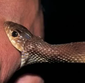 वैशाखयता सर्पदंशका कारण नौजनाको मृत्यु