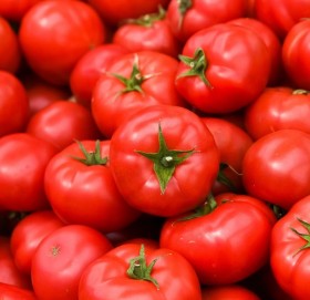 एकै महिनामा ११ लाख किलो गोलभेँडा भारत निर्यात