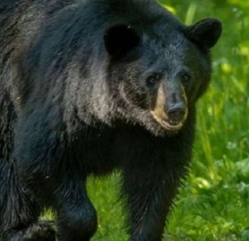 बाजुरामा भालुको आक्रमणबाट  ३० बाख्रा मरे