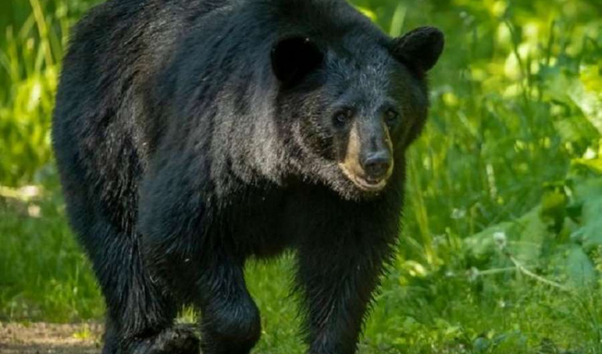 बाजुरामा भालुको आक्रमणबाट  ३० बाख्रा मरे