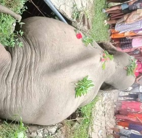 कञ्चनपुरमा सेफ्टी ट्याङ्कीमा परेर जङ्गली हात्तीको मृत्यु