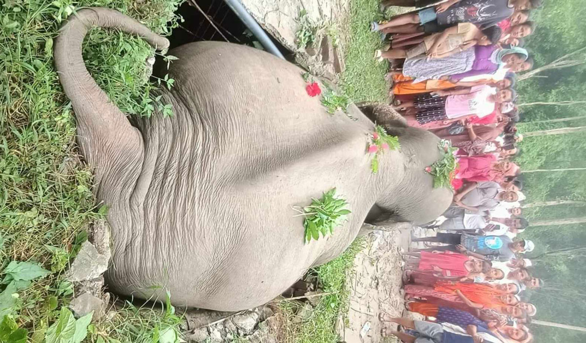 कञ्चनपुरमा सेफ्टी ट्याङ्कीमा परेर जङ्गली हात्तीको मृत्यु