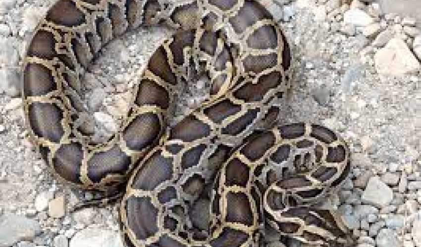 कैलालीमा अजिङ्गरको बच्चाको उद्धार