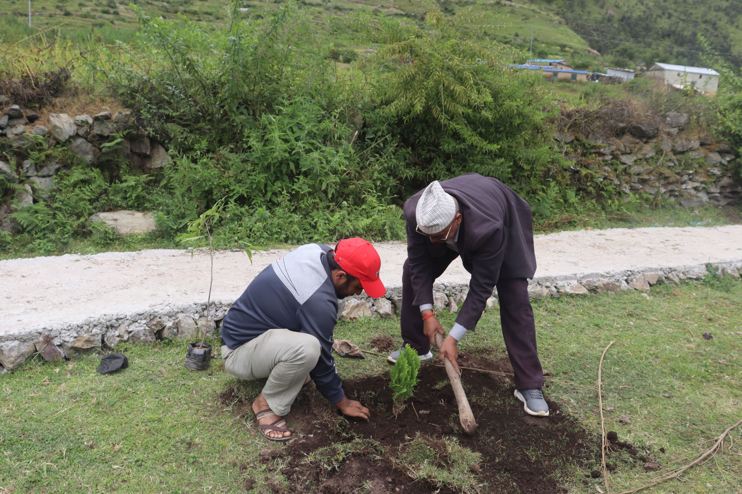 छेडेदह तालमा करिब ४ सयबढि बिरुवा रोपण