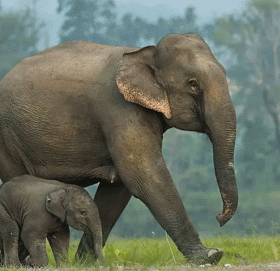 शुक्लाफाँटामा दरबन्दी अनुसार छैनन् हात्ती, रुपकलीको उमेर ६० वर्ष नाघ्यो