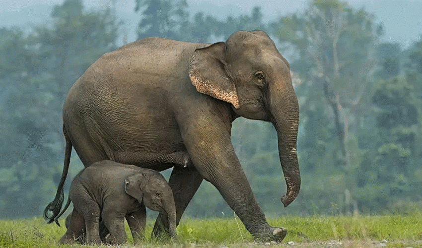 शुक्लाफाँटामा दरबन्दी अनुसार छैनन् हात्ती, रुपकलीको उमेर ६० वर्ष नाघ्यो