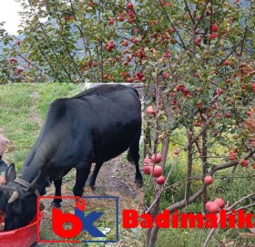 बाजुरामा स्याउले बजार पाएन, पशुचौपायालाइ खुवाउदै किसान