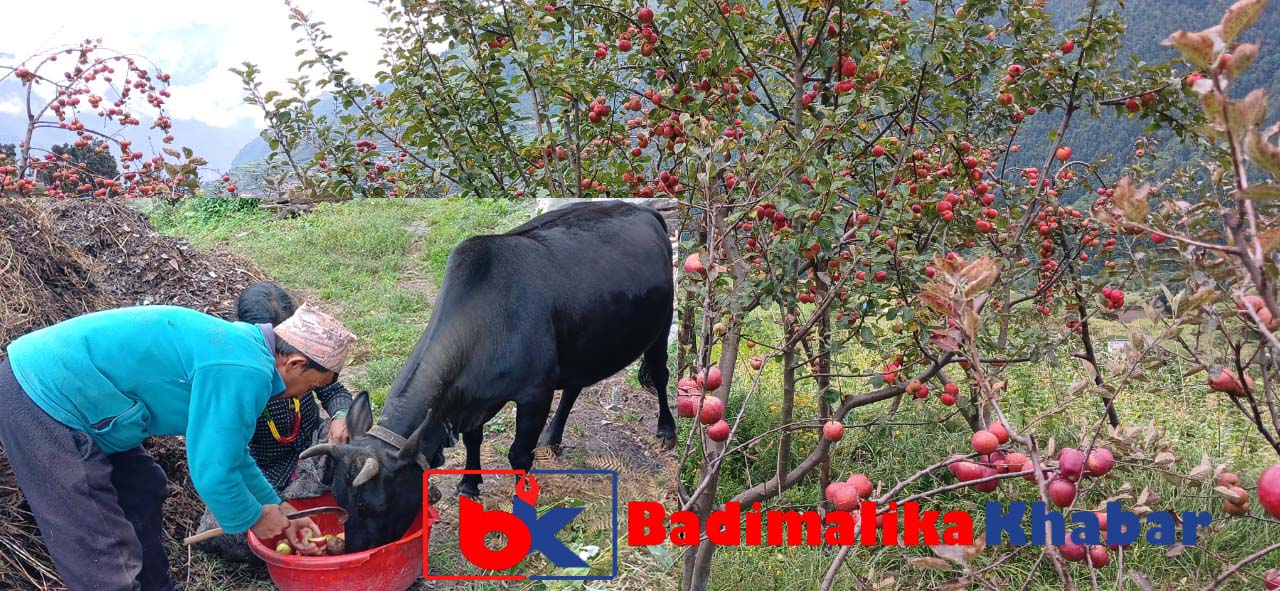 बाजुरामा स्याउले बजार पाएन, पशुचौपायालाइ खुवाउदै किसान