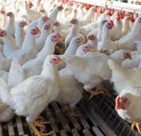 कुखुराको मासुको मूल्य किलोमै ३० रुपैयाँले बढ्यो