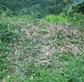 खेती जोगाउन रातभर जाग्राम बस्छन् मंगलसेनका किसान