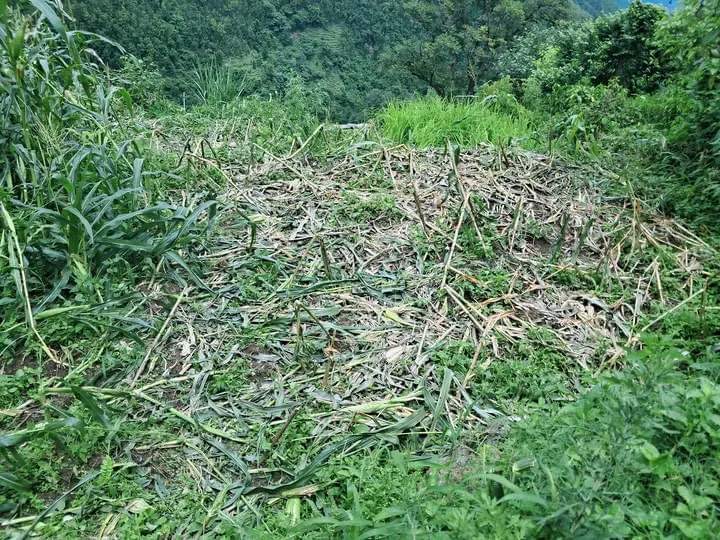 खेती जोगाउन रातभर जाग्राम बस्छन् मंगलसेनका किसान