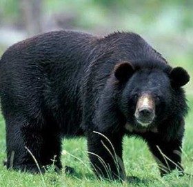 बाजुराकाे त्रिबेणीमा भालुको आक्रमणबाट एकजना घाइते