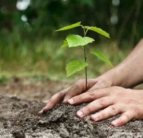 सेनाले रोप्यो दुई हजार बिरुवा