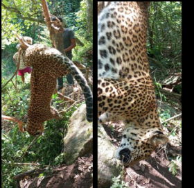 डडेल्धुरामा चितुवा मृत फेला