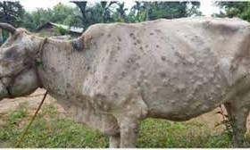 लम्पी स्किन पीडित किसानलाई २० हजारसम्म राहत प्रस्ताव