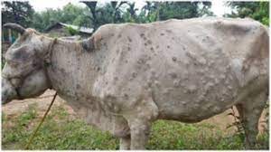 लम्पी स्किन पीडित किसानलाई २० हजारसम्म राहत प्रस्ताव