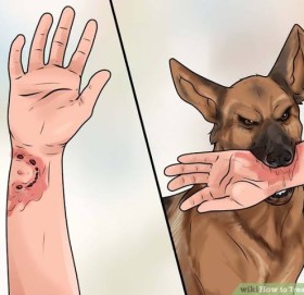 बालबालिकामा कुकुरको टोकाइ र स्वास्थ्य जोखिम