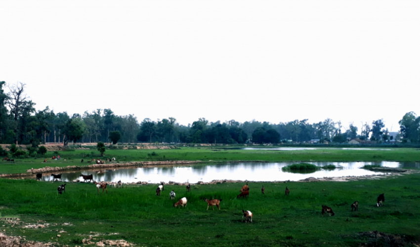 धनगढीमा ८४ ताल फेला, अतिक्रमण हटाएर संरक्षण गरिने