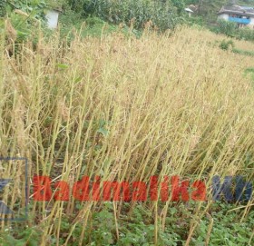 बाजुरामा किराले  मार्सेबालीमा क्षेति गरेपछी किसानहरु चिन्तित