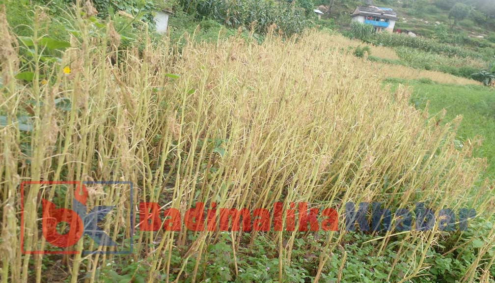 बाजुरामा किराले मार्सेबालीमा क्षेति गरेपछी किसानहरु चिन्तित