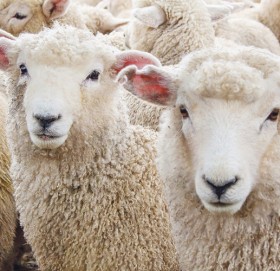 पस्मिना उत्पादनको अध्ययन गर्न आर्थिक मामिलामन्त्रीसहितको टोली बाजुरामा