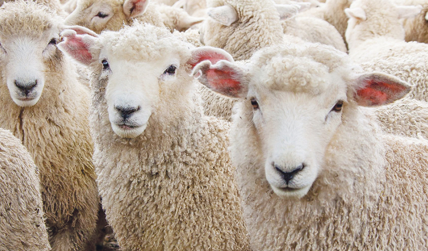 पस्मिना उत्पादनको अध्ययन गर्न आर्थिक मामिलामन्त्रीसहितको टोली बाजुरामा