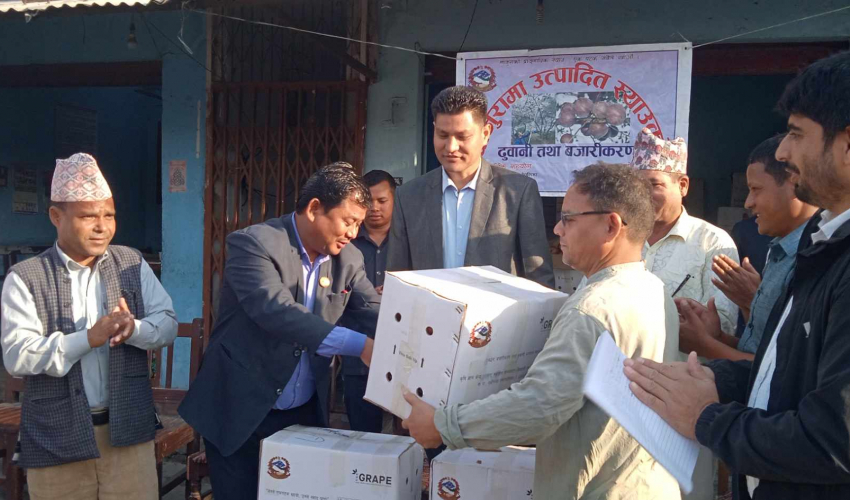 बाजुराको अर्गानिक स्याउ धनगढीमा, आजदेखि बसपार्कबाट बिक्री सुरु