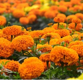 तिहारमा ४० लाख थान माला खपत हुने अनुमान, ८० प्रतिशत नेपालकै फूलले धान्ने