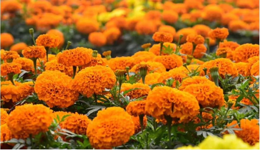 तिहारमा ४० लाख थान माला खपत हुने अनुमान, ८० प्रतिशत नेपालकै फूलले धान्ने