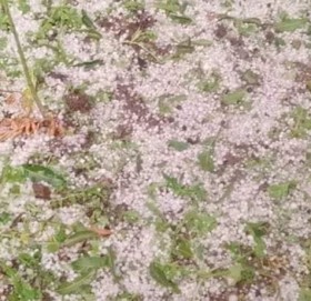 सुदूरपश्चिमका पहाडी जिल्लामा असिनापानी, बालीनालीमा क्षति