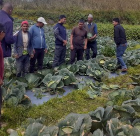 बडिमालिका नगरपालिको वडा न ७ मा मात्रै २२ लाखको बन्दा उत्पादन