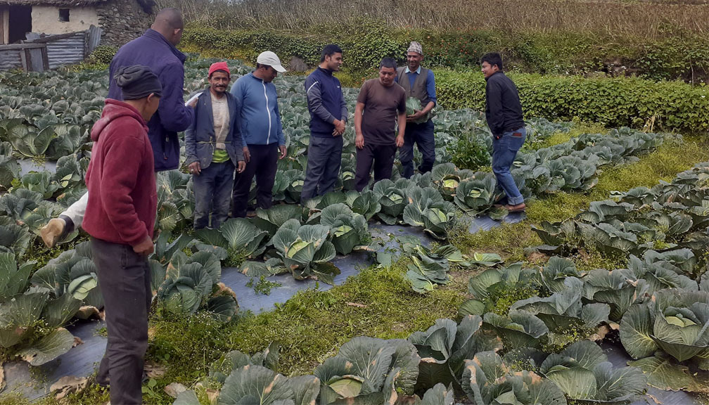 बडिमालिका नगरपालिको वडा न ७ मा मात्रै २२ लाखको बन्दा उत्पादन
