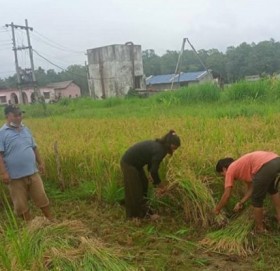 धान नकाट्न सुदूरपश्चिम कृषि निर्देशनालयको अपिल