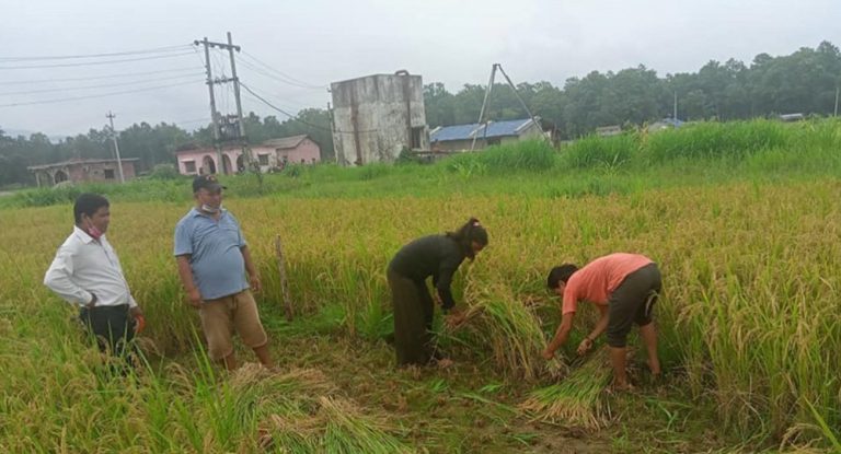 मनसुन लम्बियो : धान नकाटौं, काटेको भए भित्र्याइहालौं