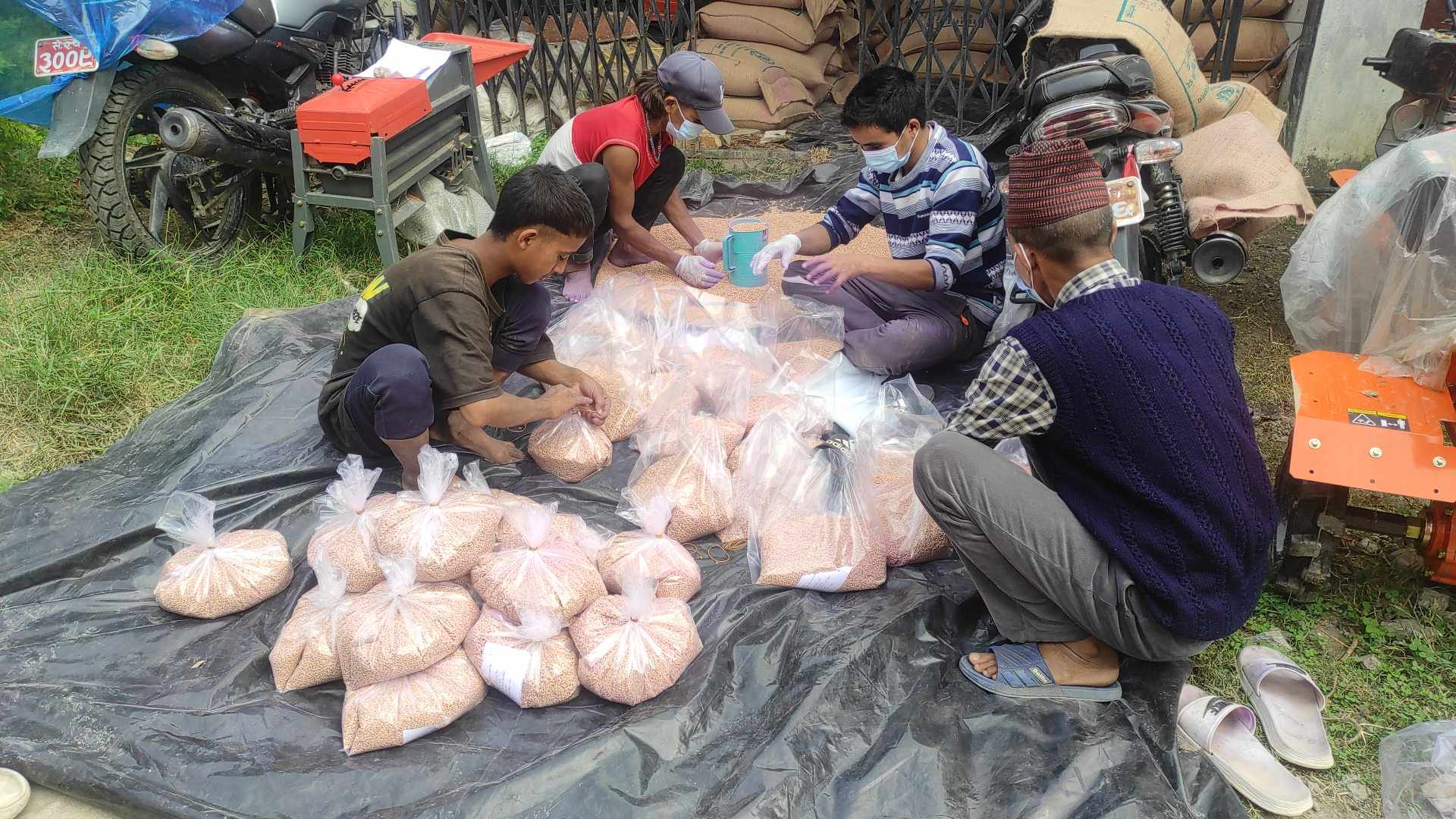 बाजुराका किसानले समयमै गहुँको बिउ पाए