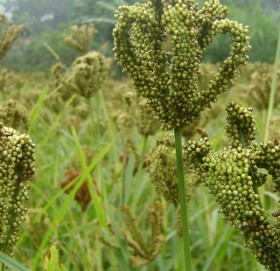 हुम्लामा अन्तर्राष्ट्रिय कोदो दिवस कार्यक्रम