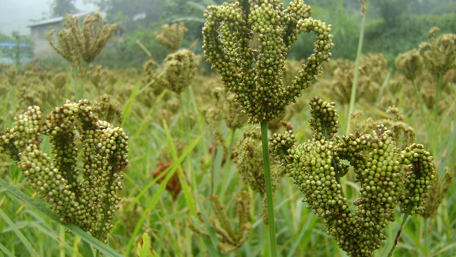 हुम्लामा अन्तर्राष्ट्रिय कोदो दिवस कार्यक्रम