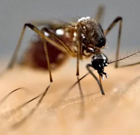 सुदूरपश्चिम प्रदेशमा औलोका बिरामी घट्दै