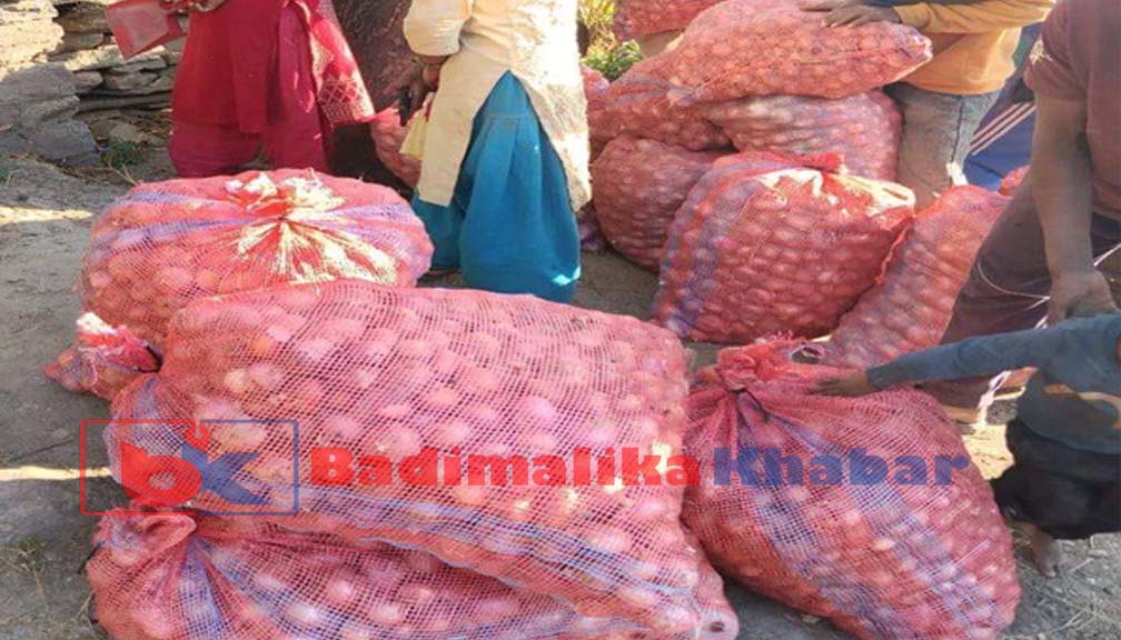 स्वामिकार्तिक गाउँपालिकामा ५ सय कुइन्टल प्याज उत्पादन, बजारीकरणमा समस्या